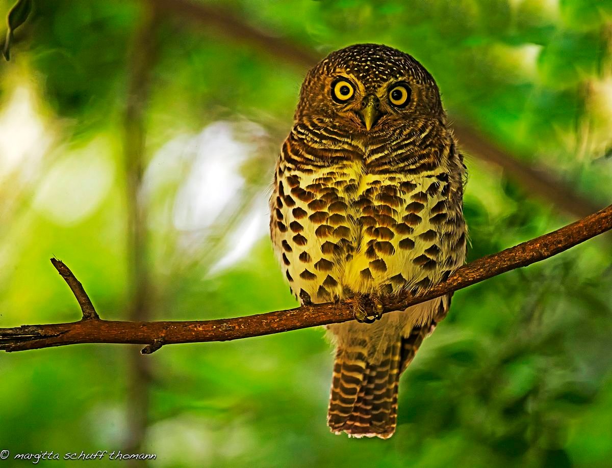 Pearl-spotted Owlet